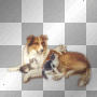 dog and kittens,dubravka