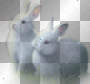 bunnies