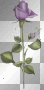 artemia 