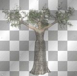 TREE WOMAN*