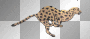 Cheetah Running!!!LW