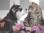 cat and dog