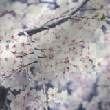 Cherry Blossom Background by LunarianRaven