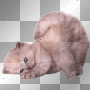 kitty cat bl