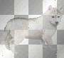 Shelly the husky
