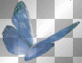 Blue Butterfly__