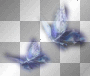 Blue Butterflies__