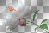 Cute Baby White Pink Rose Flower__