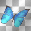 Schmetterling - Nic