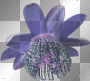 Passion Flower: By 4r13s Passion Flower: By 4r13s
