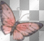 pink butterfly pink butterfly