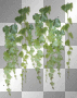 Branches green leaves leaf spring summer plant plants Branches green leaves leaf spring summer plant plants