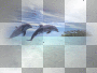 amon // dolphins