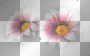 amon // flowers