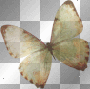 soave butterfly brown orange green