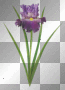 SPRING SUMMER FLOWERS IRIS PURPLE
