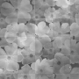 soave background flowers black white