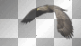 Eagle.