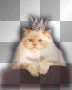 Royal Cat - By TracyMcGibbon