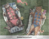 sunbathing kittys by angie