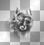 Wolf Wolf