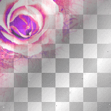 Vintage Rose,pink.