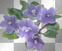 SPRING SUMMER FLOWERS VIOLET PURPLE