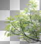 SPRING SUMMER GREEN TREE