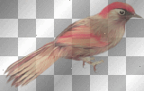 SPRING SUMMER FANTASY BIRD