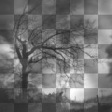 soave background tree black gothic transparent