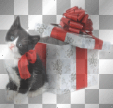 Kerstie: Cat and Box