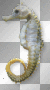 Sea horse 