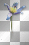 Flower blue 