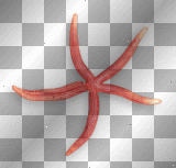 Starfish red Starfish red