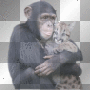 affe