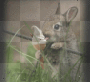 ice cream bunny
