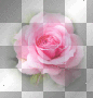 pink rose pink rose