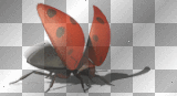 Kerstie: Ladybird