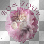 chat bonjour