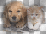 cat and dog s44
