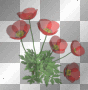 poppy flowers 