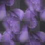 Purple Butterflies Purple Butterflies