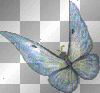 Blue Butterfly_