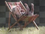 relaxing pig