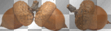 ACORN AUTUMN DECORATION