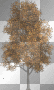 soave autumn tree