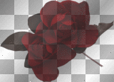 red roses -Thessa-
