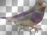 PAJARITO--SOFIA