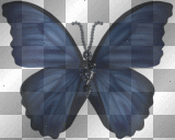 Breaking-Dawn-Part-1-The-Wedding-Posers-DK-Blue Butterfly©mousey2012