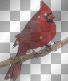 CARDENAL CANADIENSE--SOFIA